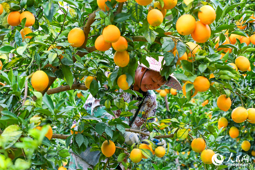 贛州市大余縣池江鎮長江村臍橙種植基地，果農在采摘贛南臍橙。人民網 朱海鵬攝