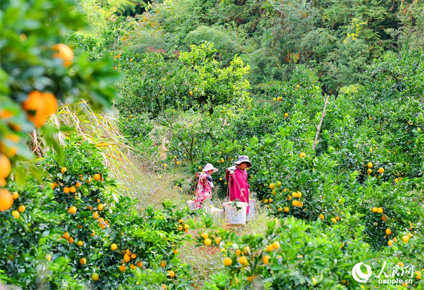 贛州市大余縣池江鎮長江村臍橙種植基地，果農在采摘贛南臍橙。人民網 朱海鵬攝