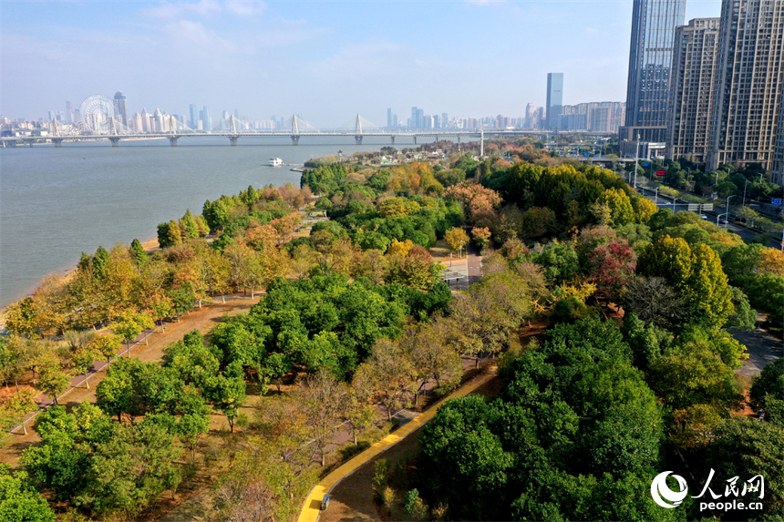 贛江江灘公園沿線樹木披上“彩衣”，迎來了最佳的觀賞期。人民網記者 時雨攝