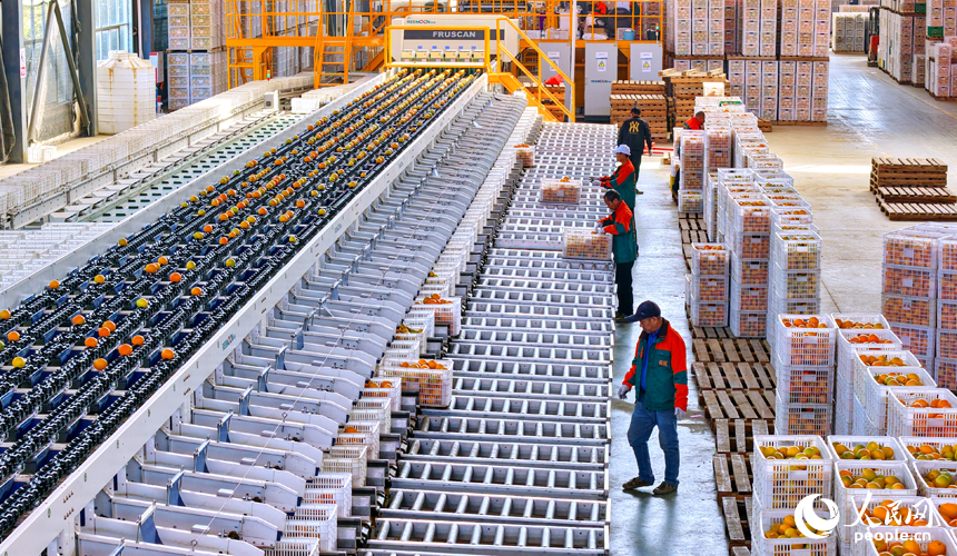 贛州市安遠縣車頭鎮的一家現代農業企業內，智能設備快速運轉，工人在分選裝運臍橙。人民網記者 朱海鵬攝