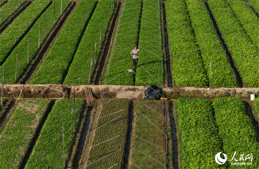 蔬菜基地內，菜農趁睛好天氣開展冬季蔬菜播種與田間管理。人民網記者 毛思遠攝
