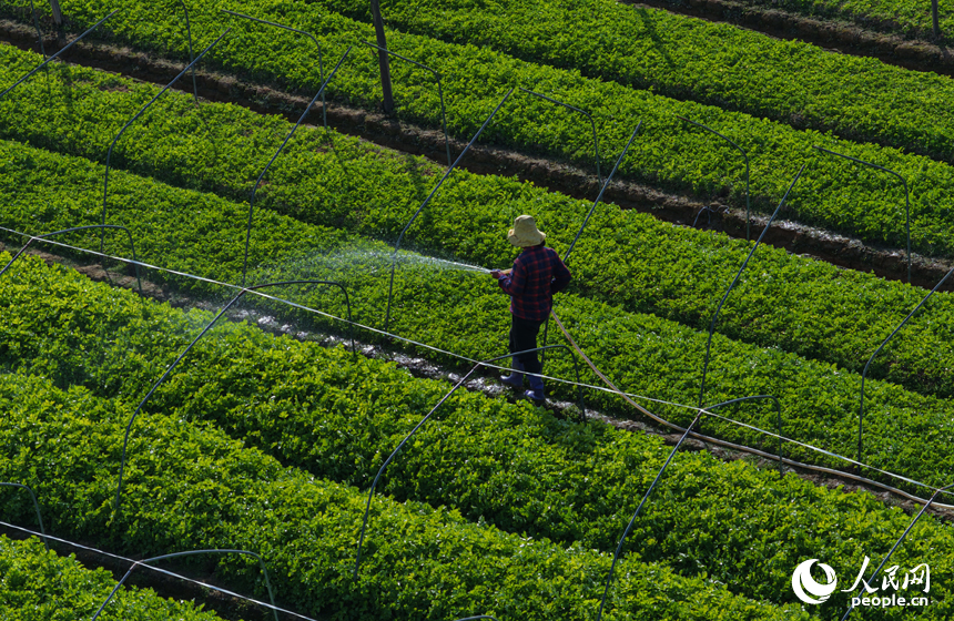 蔬菜基地內，菜農趁睛好天氣開展冬季蔬菜播種與田間管理。人民網記者 毛思遠攝