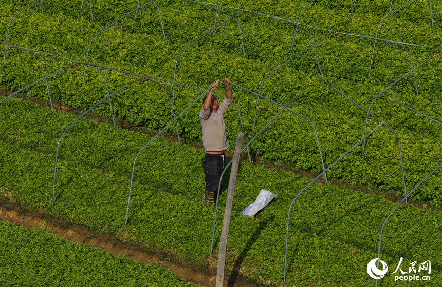 蔬菜基地內，菜農趁睛好天氣開展冬季蔬菜播種與田間管理。人民網記者 毛思遠攝