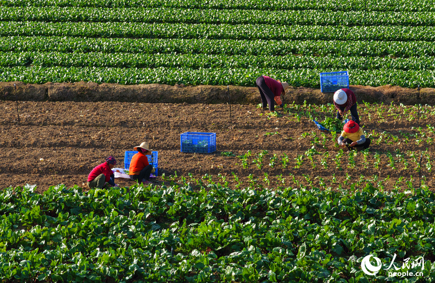 蔬菜基地內，菜農趁睛好天氣開展冬季蔬菜播種與田間管理。人民網記者 毛思遠攝