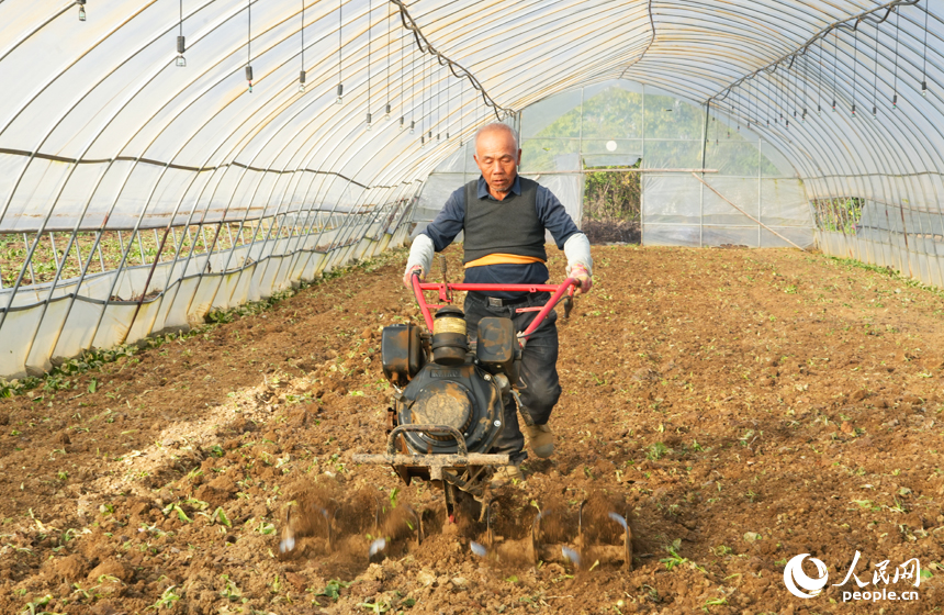 蔬菜基地大棚內，菜農正在用小型農機翻耕土地。人民網記者 毛思遠攝
