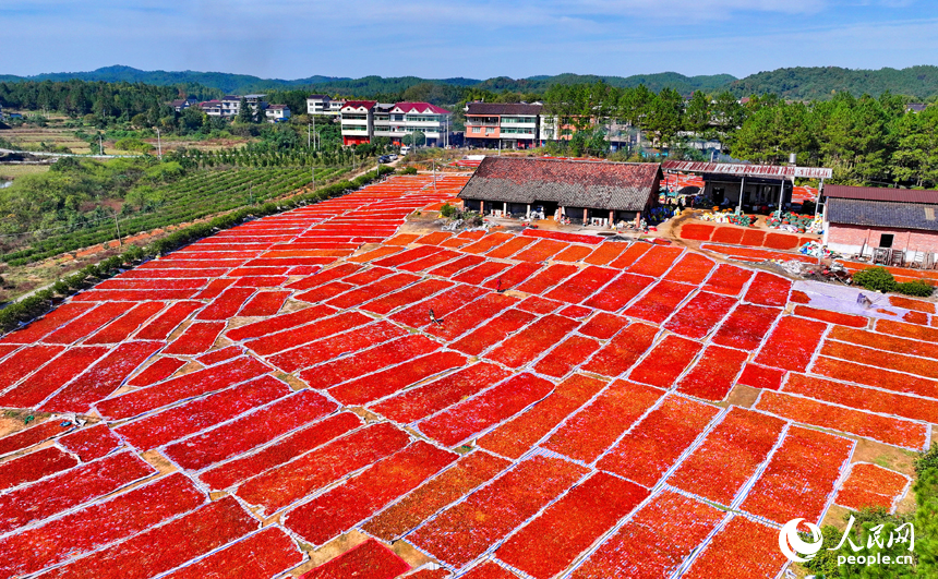 撫州市臨川區河埠鄉油頓村的云中中藥材專業合作社，工人忙著晾曬中藥材黃梔子。人民網記者 朱海鵬攝