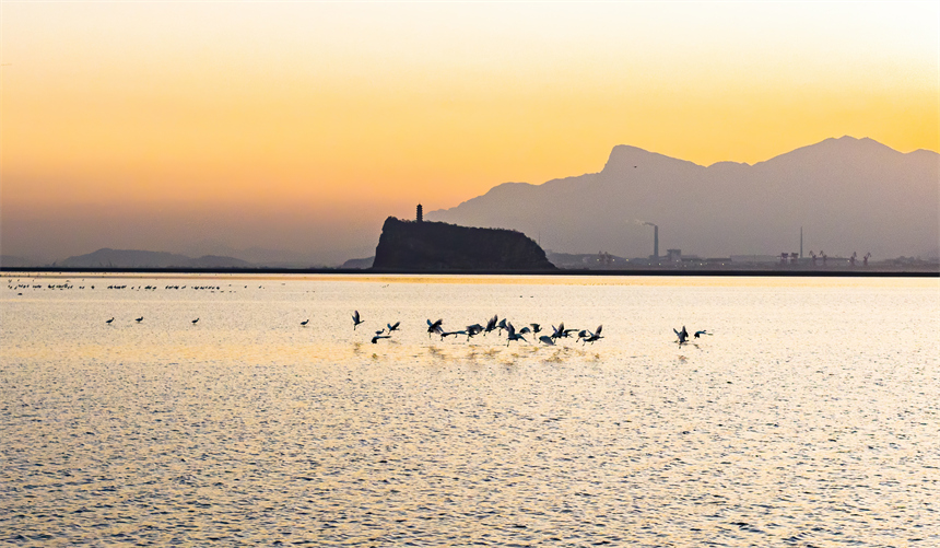 在鄱陽湖湖口鞋山水域濕地，大批越冬候鳥在此集結。李學華攝