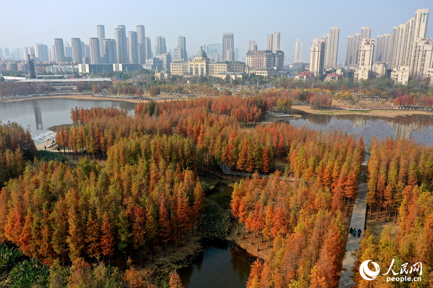 魚尾洲濕地公園內水杉悄然“換裝”，層林盡染，與城市建筑輪廓相映成景。人民網記者 時雨攝