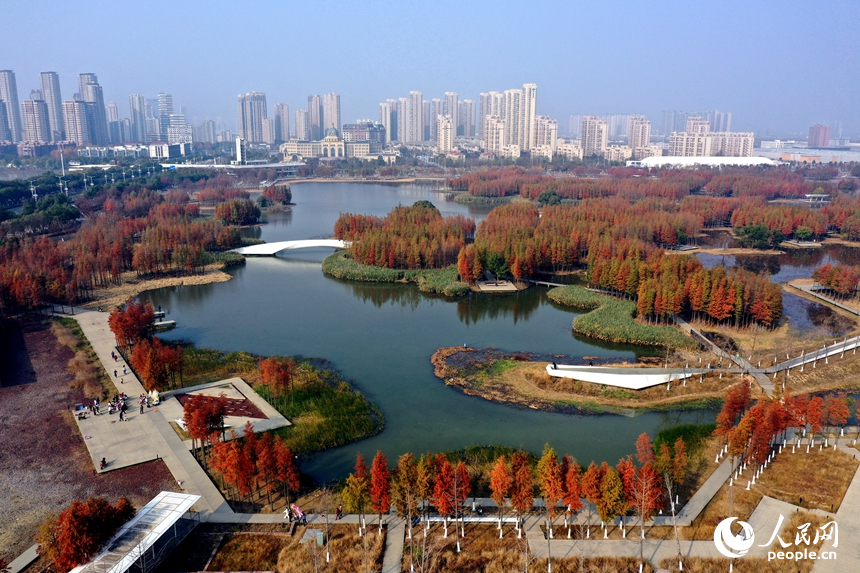 魚尾洲濕地公園內水杉悄然“換裝”，層林盡染，與城市建筑輪廓相映成景。人民網記者 時雨攝