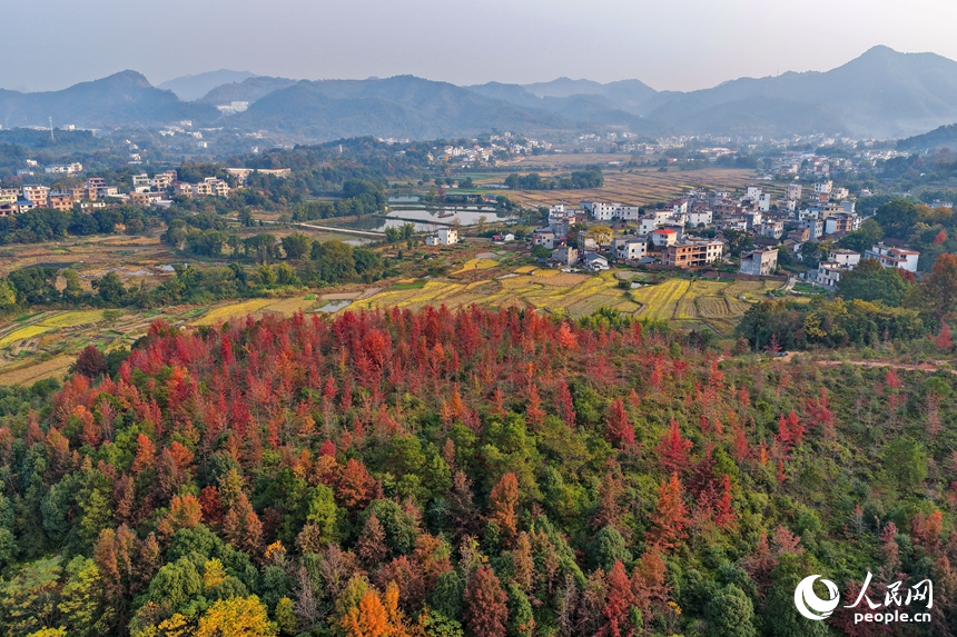 南康區龍回鎮龍東村，綿延山巒與房屋、農田、樹木相互映襯，構成一幅色彩繽紛的冬日鄉村畫卷，吸引眾多游客前來游玩。人民網記者 朱海鵬攝