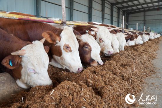 在思博農業科技有限公司內，肉牛正在吃秸稈轉化的飼料。人民網記者 陳若天攝